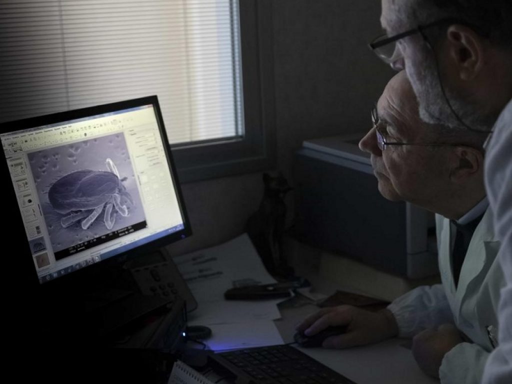 Malattia di Lyme: attenzione al morso di zecca dopo essere stati in zone ad alto rischio, come boschi o prati con erba alta