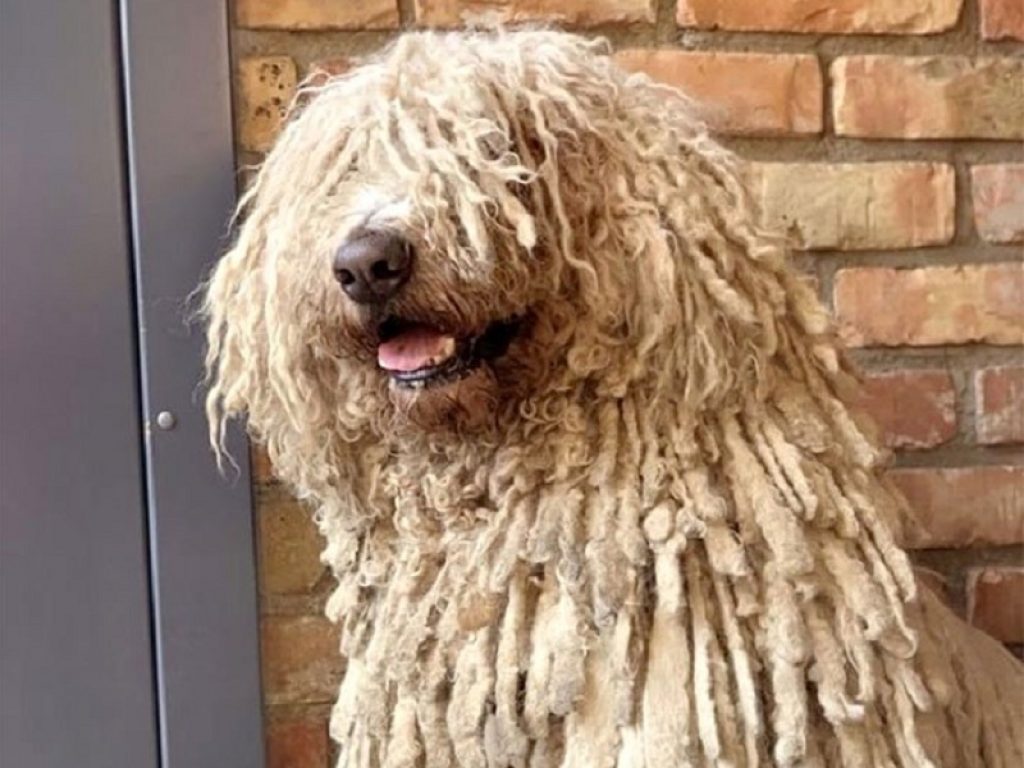 Hanga, il cane “mocio” diventa virale: la femmina di komondor che ha conquistato il web arriva da Kaunas, in Lituania