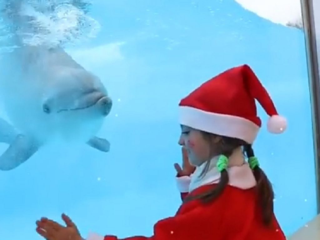 Natale a Zoomarine con folletti, laboratori e mercatini: dal 30 novembre al 6 gennaio il parco divertimenti di Roma presenta una serie di eventi speciali