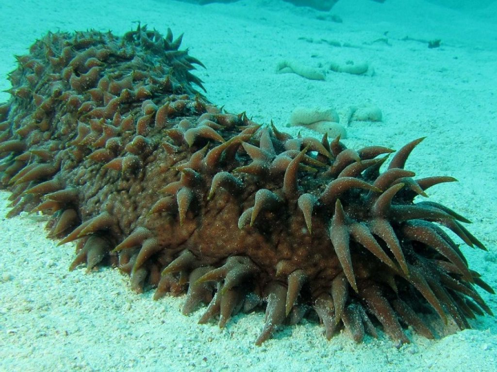 Datteri di mare e oloturie nel mirino della pesca illegale: l'associazione Marevivo chiede di estendere i divieti e l'applicazione della legge per arginare il fenomeno
