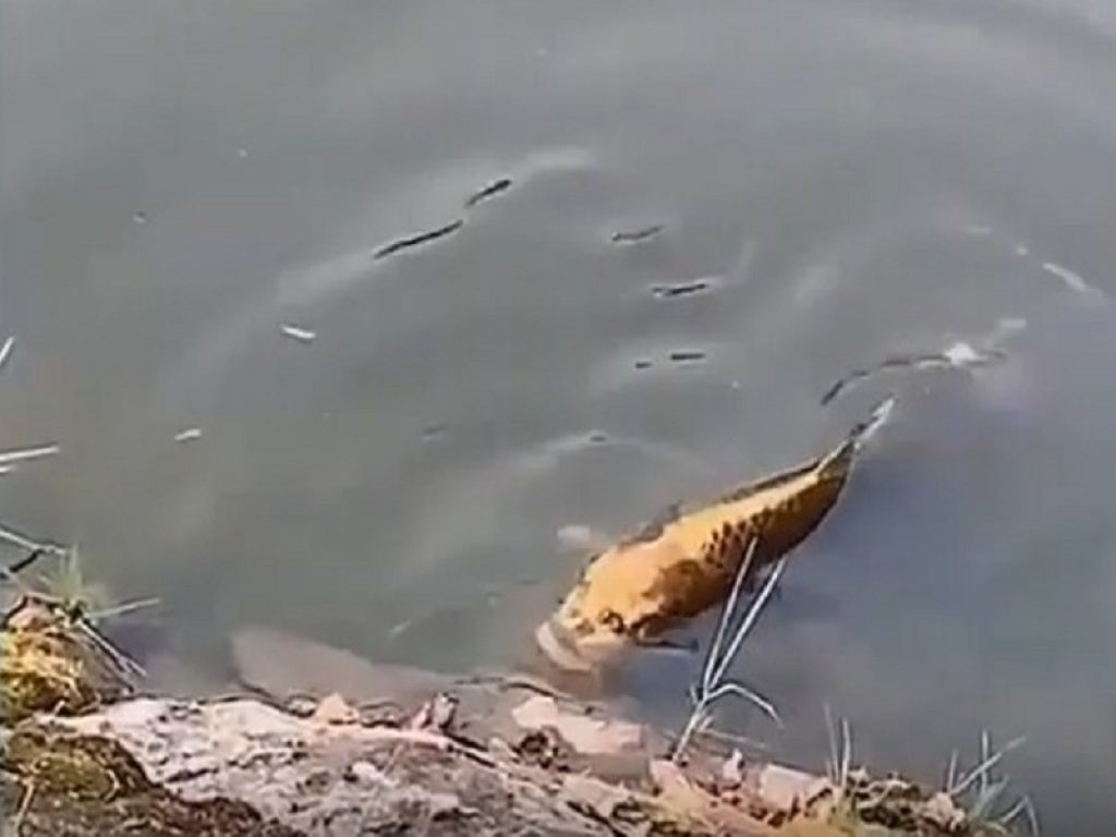 Cina, la carpa con “la faccia umana” diventa subito virale: lo strano pesce è stato avvistato in uno stagno del villaggio Miao