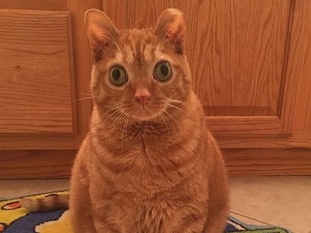 Potato, il gatto con gli occhi “a palla” incanta Instagram: nessuno può resistere allo sguardo ipnotico di uno dei mici più seguiti sui social