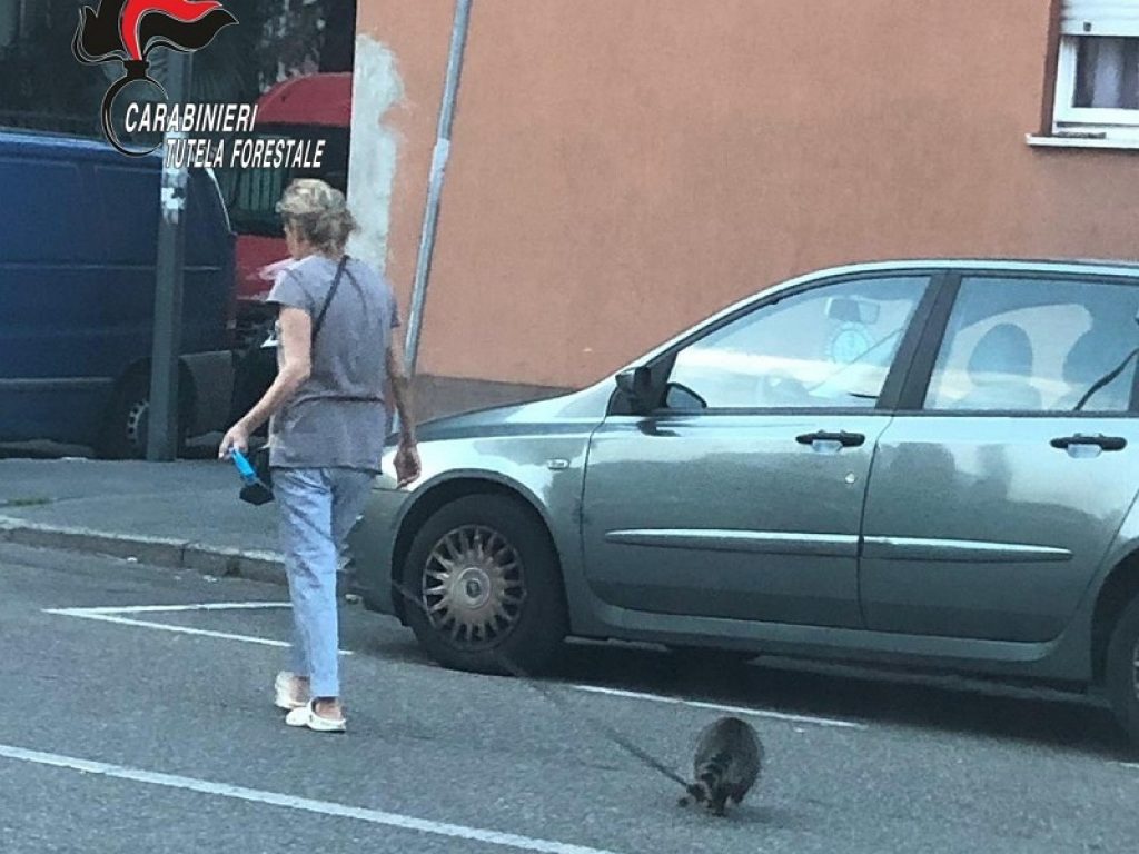 Gira con un procione al guinzaglio a Milano: i Carabinieri sequestrano l'animale perché la specie è classificata come "pericolosa" per legge