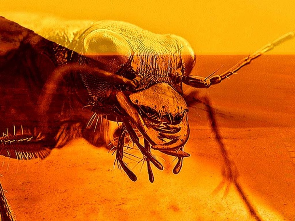 Per San Valentino regala una blatta o un topo con il nome del tuo ex: la curiosa idea dello zoo di San Antonio a partire da 5 dollari