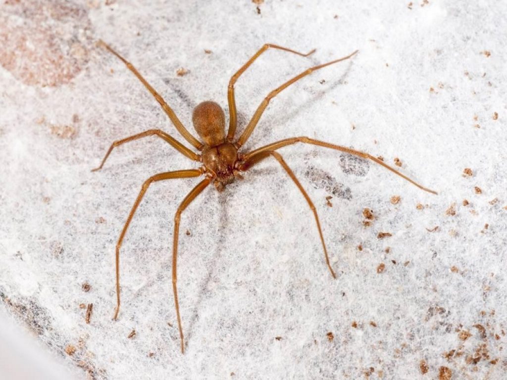 Il pericoloso morso del ragno violino, attenzione ai sintomi: compare una lesione arrossata con prurito, bruciore e formicolii
