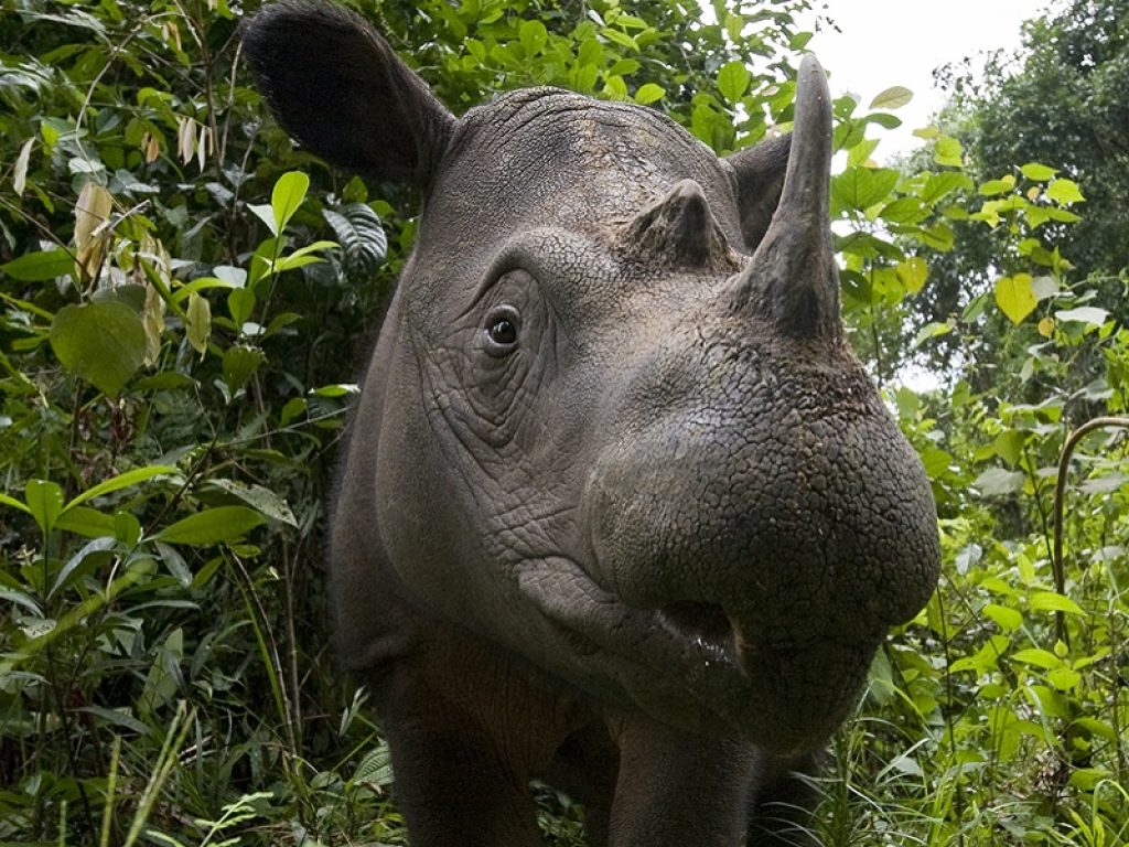 In Malesia è morto l'ultimo rinoceronte di Sumatra: con la perdita di Iman la specie si è ufficialmente estinta