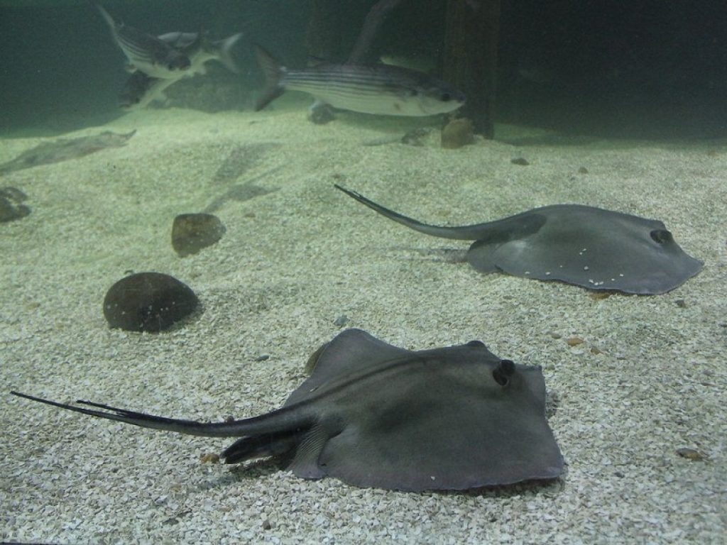 Non solo squali: anche il trigone può essere mortale. La razza, comune nel Mediterraneo, ha causato la morte del popolare documentarista Steve Irwin