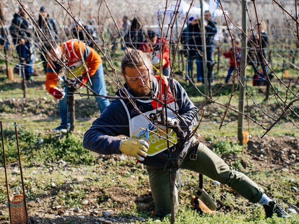 SIMONIT&SIRCH lanciano la prima piattaforma online al mondo dedicata alla formazione sulla potatura della vite