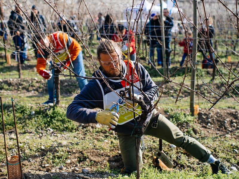 SIMONIT&SIRCH lanciano la prima piattaforma online al mondo dedicata alla formazione sulla potatura della vite