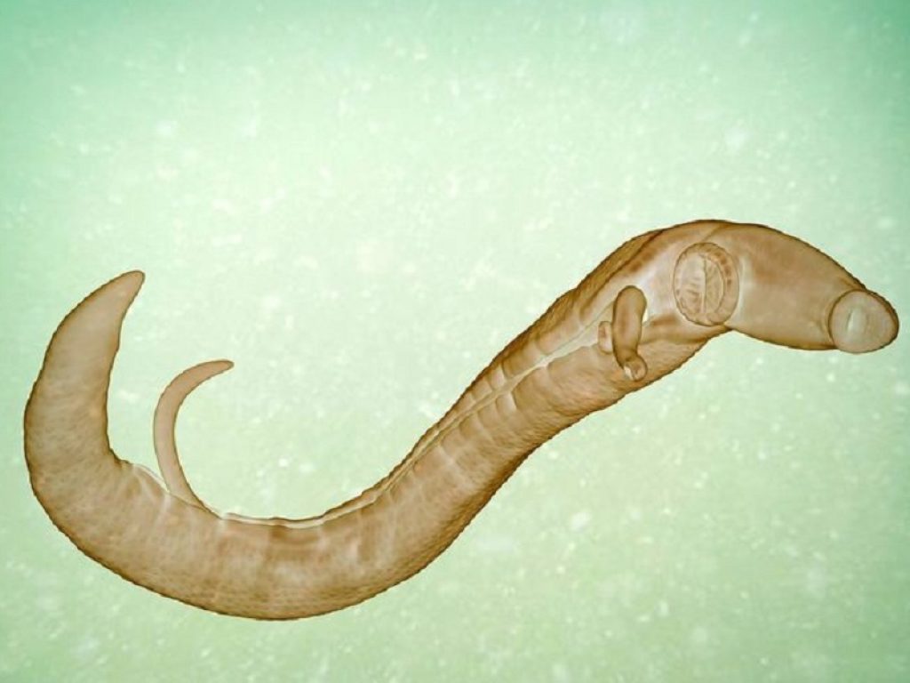 Schistosomiasi: attenzione ai bagni nelle acque dolci tropicali, potreste tornare con un “amico” poco gradito. Ecco la malattia da vermi parassiti