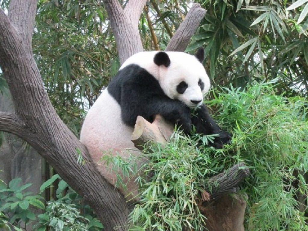 Per le autorità cinesi il panda gigante ora è una specie vulnerabile, non più a rischio estinzione: il Paese del Dragone investe sulle riserve naturali