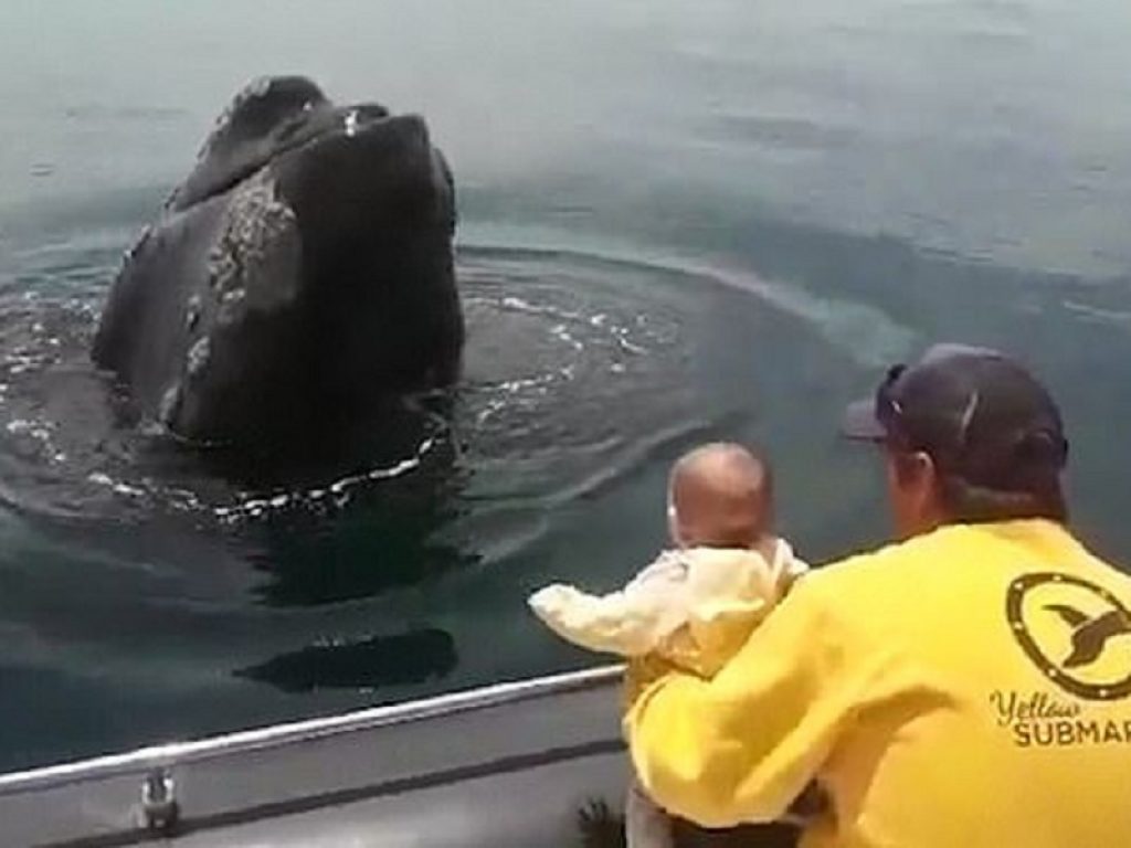 La balena gioca con la bambina a nascondino: il video impazza sul web