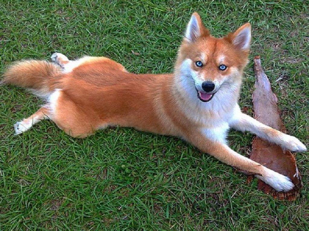 Mya, il “cane volpe” più popolare di Instagram