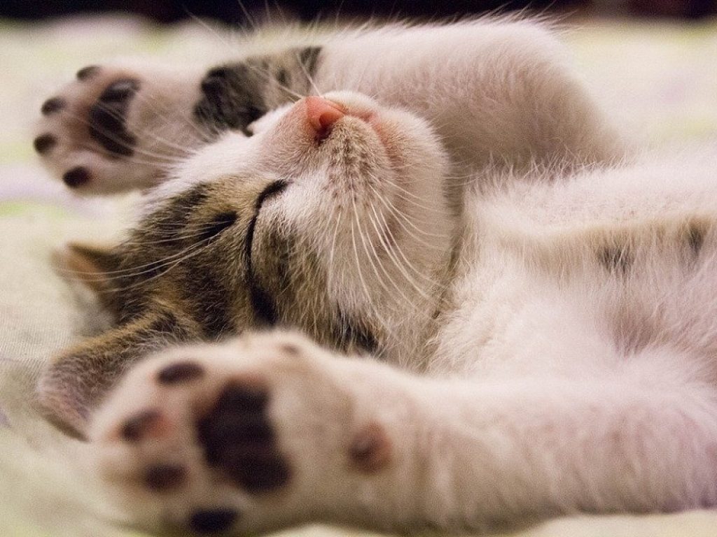 CatTalk, come comunicano i gatti e perché è importante capire cosa dicono: a Monza una serata per indagare i comportamenti felini