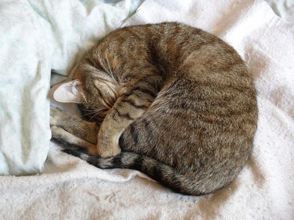 Come dorme il tuo gatto? A "palla di pelo", a "pagnotta" o dentro una scatola? Ecco 5 posizioni feline e il loro significato