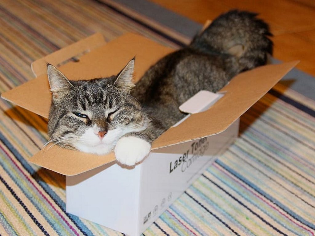I gatti adorano le scatole ma perché? Secondo alcune teorie scientifiche offrono sicurezza e riparo dai predatori mentre inseguono la loro preda