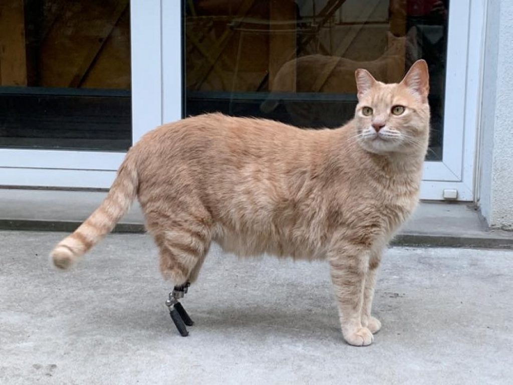 La storia di Vito, il gatto “bionico” con le protesi