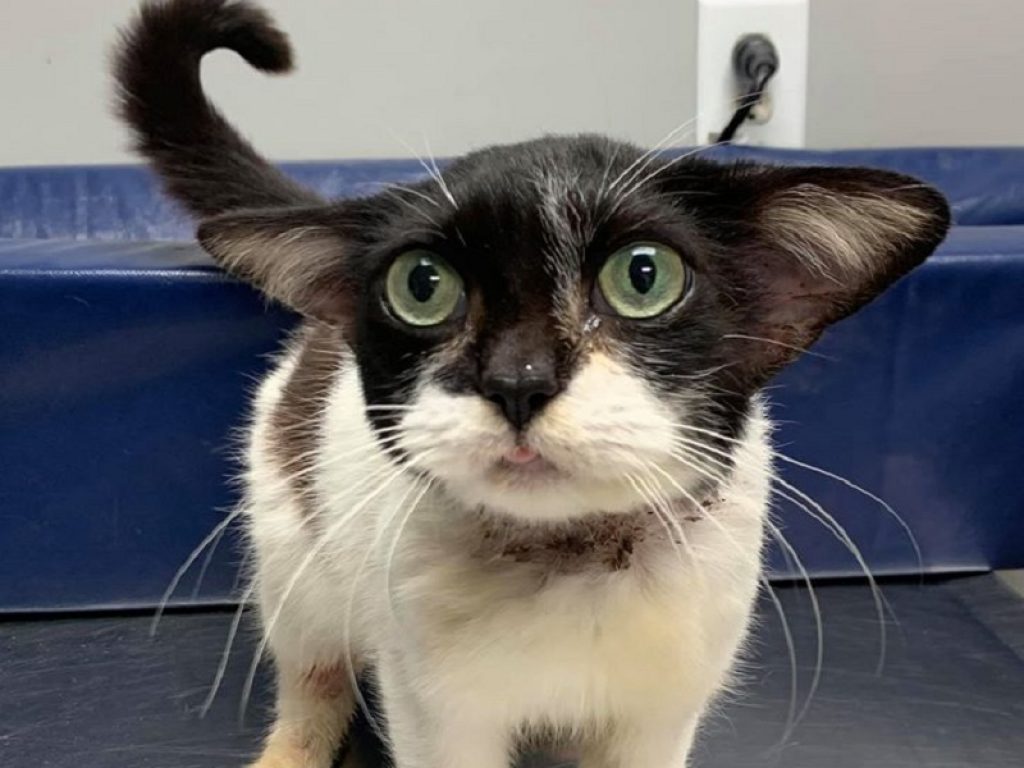 Maestro Jedi di simpatia: il gatto Yoda conquista il web. Questo simpatico micio, diventato una star sui social, è in cerca di una casa