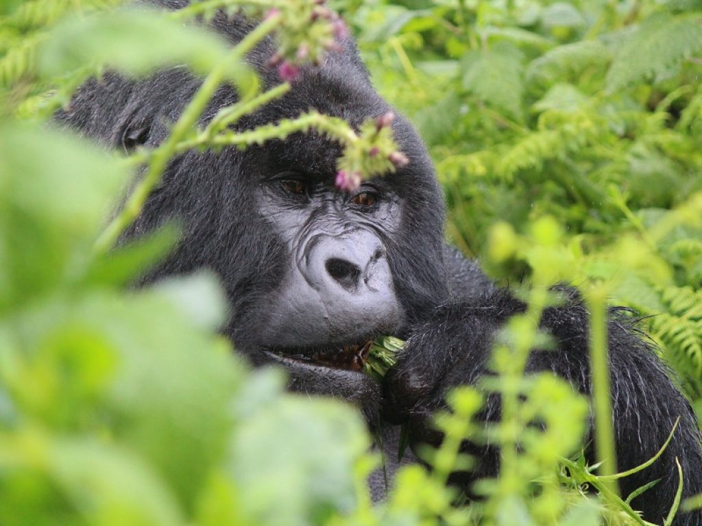 Uccise gorilla di montagna in un parco protetto in Uganda: condannato a 11 anni per bracconaggio. L'uomo aveva ucciso anche un esemplare di facocero e uno di un cefalofo dalla fronte nera