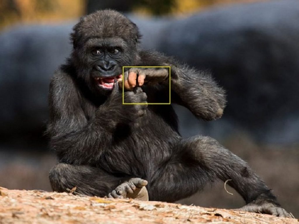 Allo zoo di Atlanta c’è un gorilla con le dita “umane”. La pigmentazione rosa di Anaka, questo il nome dell'esemplare, è unica