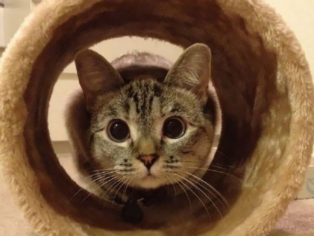 La storia di Nala, il gatto più popolare di Instagram
