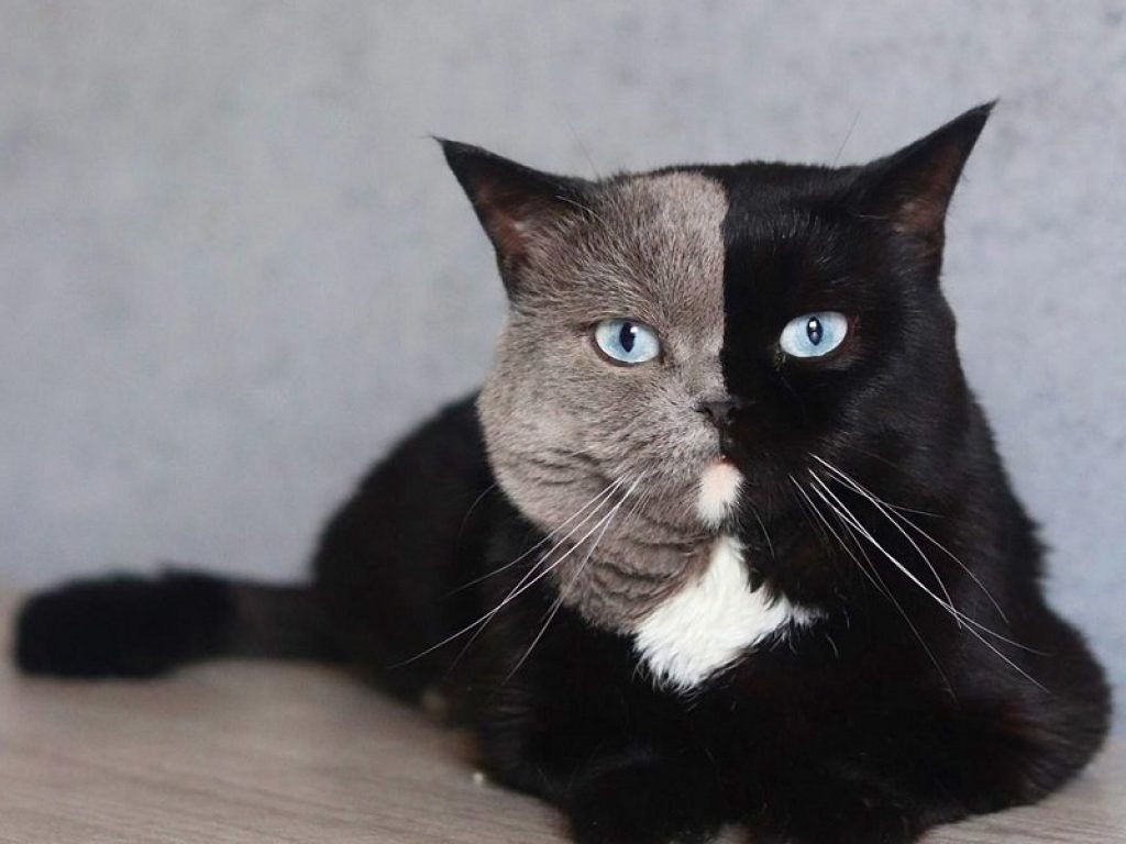 La storia di Narnia, il gatto chimera con due musi: questo splendido esemplare di British Shorthair ha una rara mutazione genetica