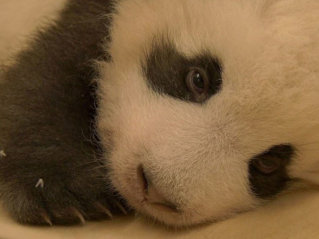 Il video dell’adorabile baby panda dello Zoo di Berlino con il singhiozzo: l'animale è protagonista di un dolcissimo filmato che ha conquistato gli utenti del web