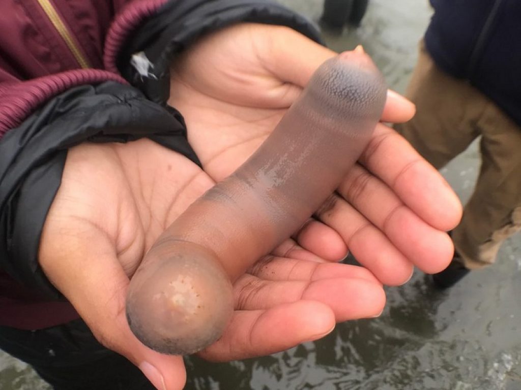 California: spiaggiati migliaia di pesci pene