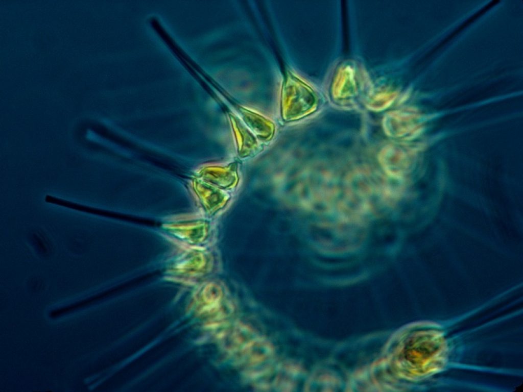 Il Cnr ha scoperto la presenza di cinque nuove specie di policheti pelagici, organismi animali che fanno parte dello zooplancton marino, nel Mare Adriatico meridionale