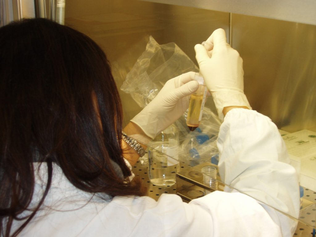 Una molecola estratta dalla lattuga selvatica, una pianta molto comune e non commestibile, potrebbe potenziare le terapie antitumorali contro il glioblastoma