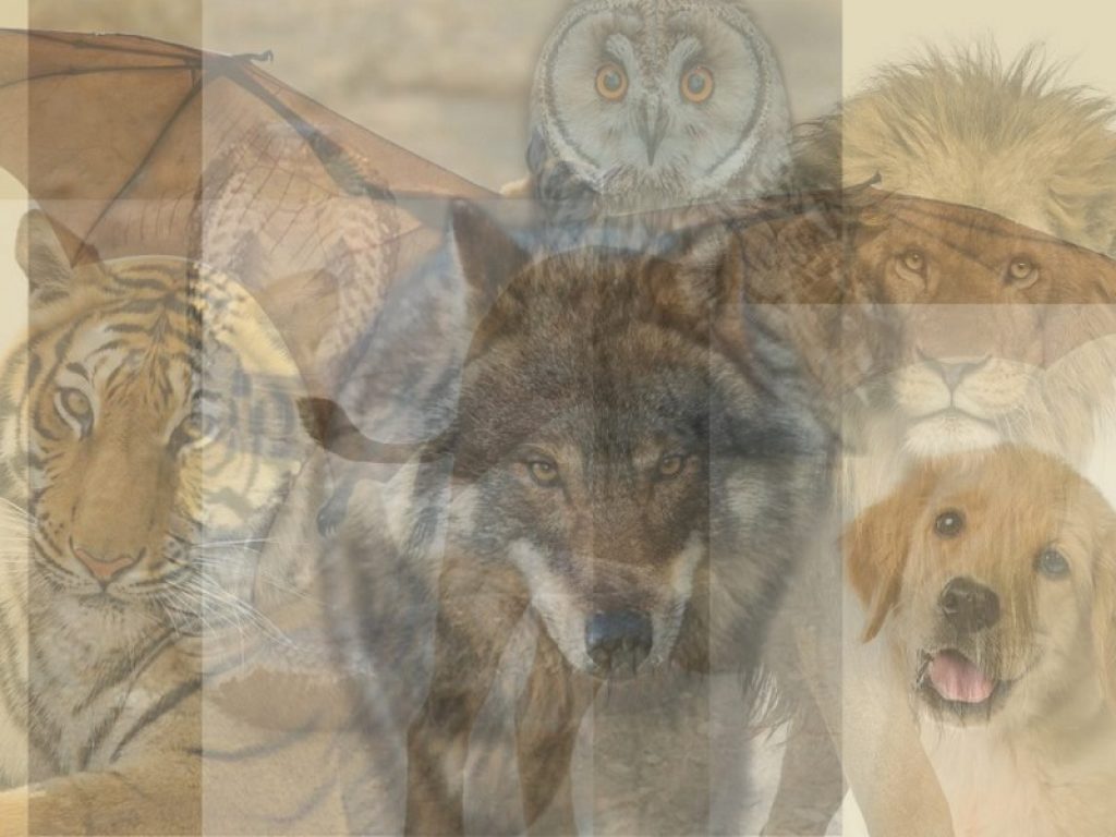 Test della personalità: qual è il primo animale che vedi?