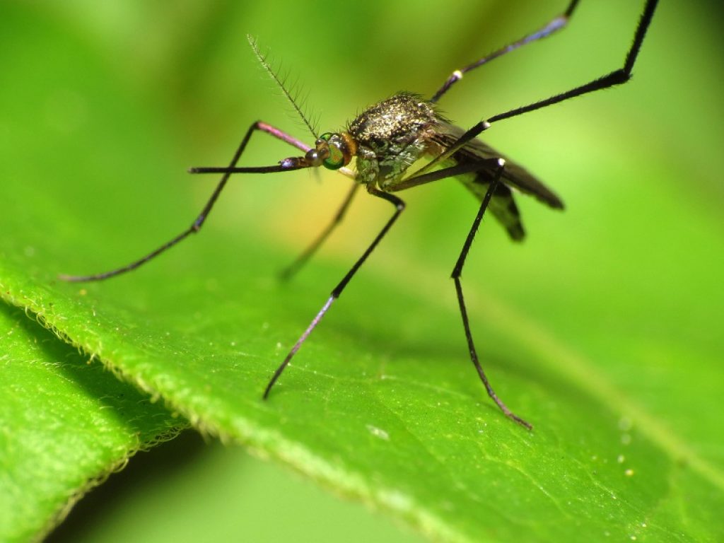 JB Tech: La Zanzara Coreana (Aedes Koreicus) è capace di sopravvivere a basse temperature: in questo periodo è stata avvistata in almeno 5 regioni italiane