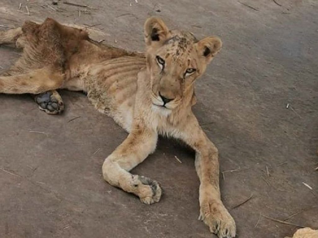 Sudan: i leoni dello zoo di Khartoum sono salvi
