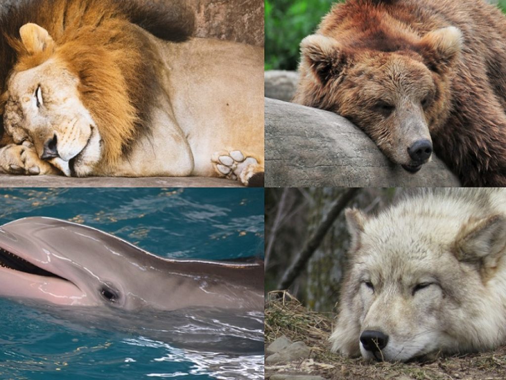 Scopri il tuo cronotipo: delfino, leone, orso o lupo?