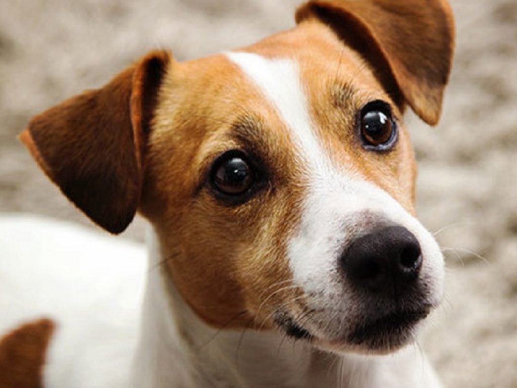 La storia di Roby, il jack russel ucciso dalla droga a Faenza, raccontata da un socio dell’Enpa: il cane ha assunto sostanze mordicchiando un fazzoletto