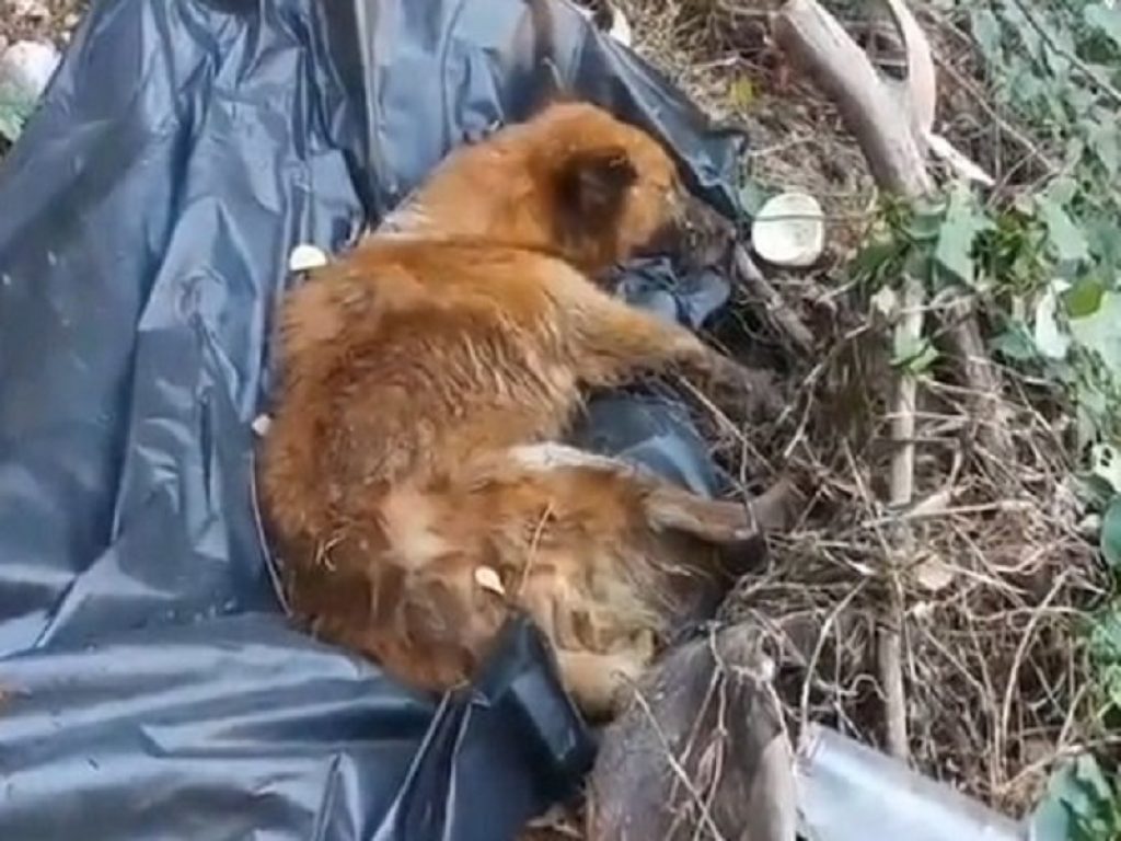 Orrore in Thailandia: un cane chiuso in un sacco della spazzatura è stato gettato in un canale. Si è salvato con il pianto che ha attirato un passante