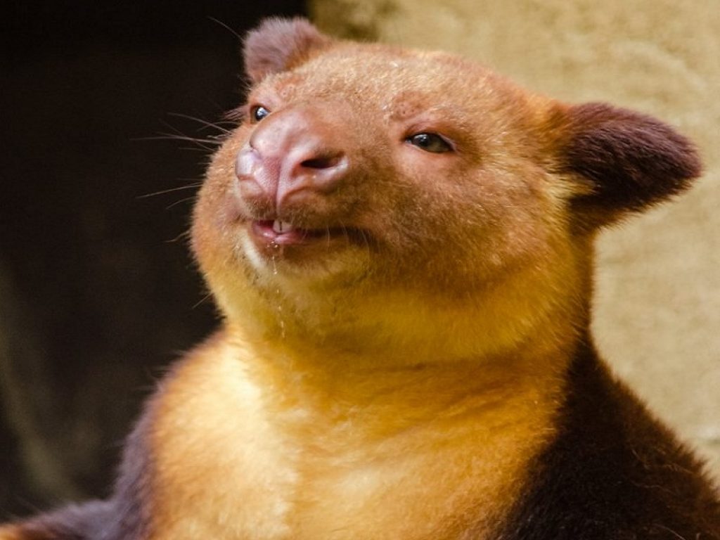 Canguro arboricolo: goffo a terra, imbattibile sugli alberi