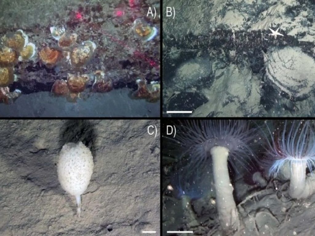 Canyon sottomarini: al via la missione della nave oceanografica Falkor dello Schmidt Ocean Institute. A bordo ricercatori del Cnr di Bologna