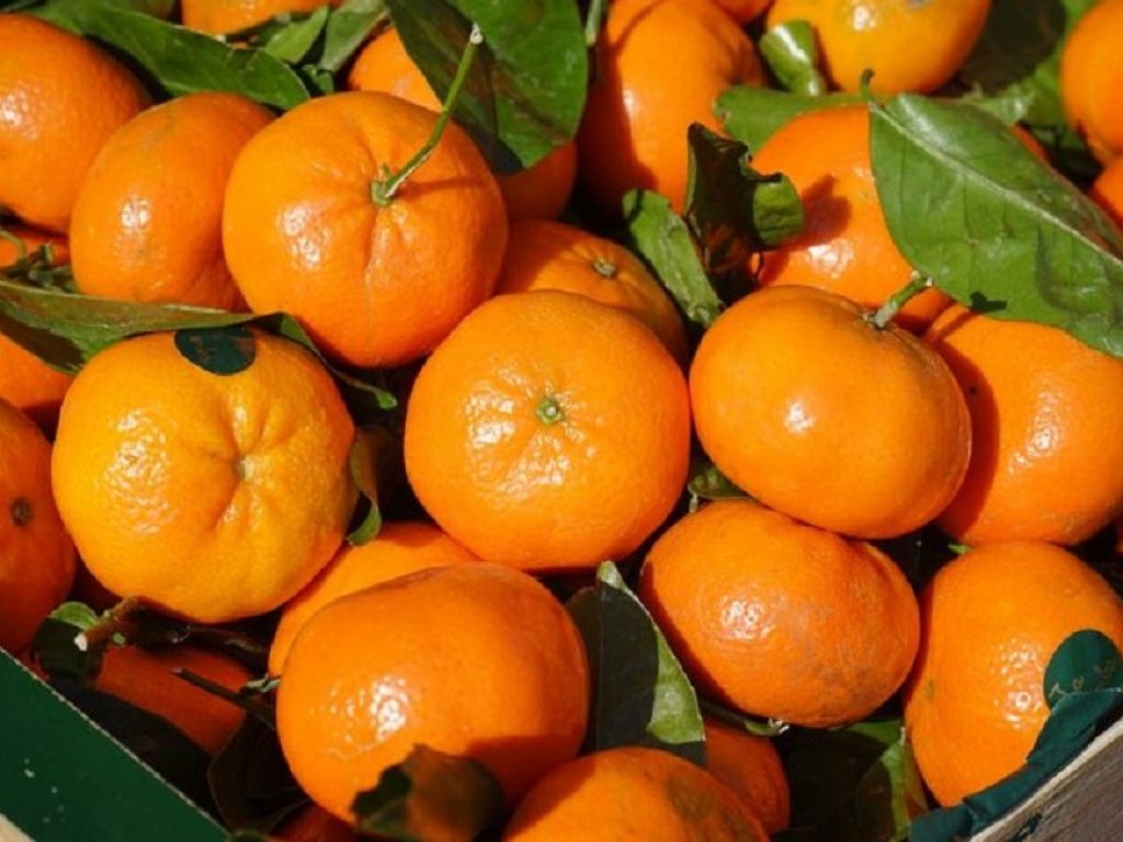 Sulle tavole arrivano le clementine sostenibili