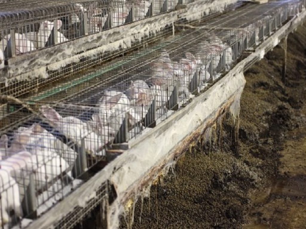 Dopo il Report Efsa sul benessere dei conigli negli allevamento le associazioni animaliste chiedono la dismissione di ogni tipo di gabbia