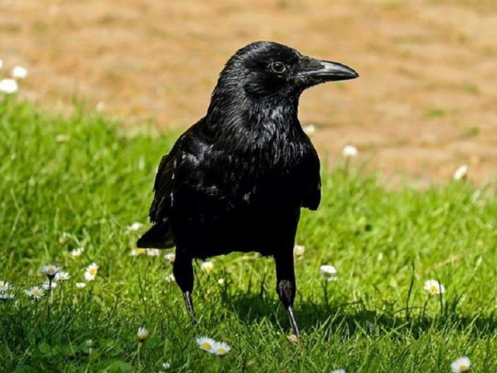 I corvi possono essere intelligenti come alcuni primati secondo una ricerca congiunta condotta dalle università di St. Andrews e Harvard