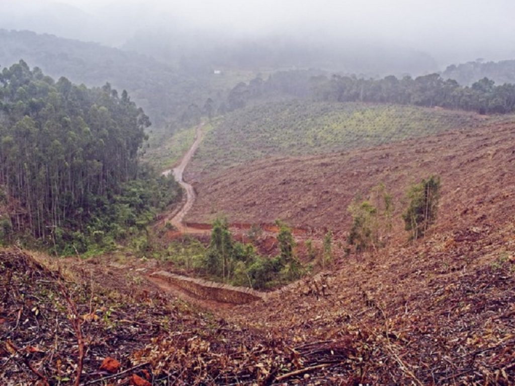 Studio rivela che l’incidenza della deforestazione sulla piovosità della regione amazzonica è maggiore di quanto previsto: stimata una riduzione annuale fino al 55-70%