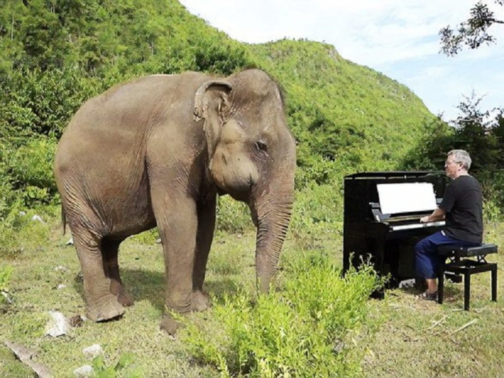 Un elefante cieco “balla” sulle note di un pianoforte. Il video girato al rifugio Elephants World in Thailandia emoziona il web