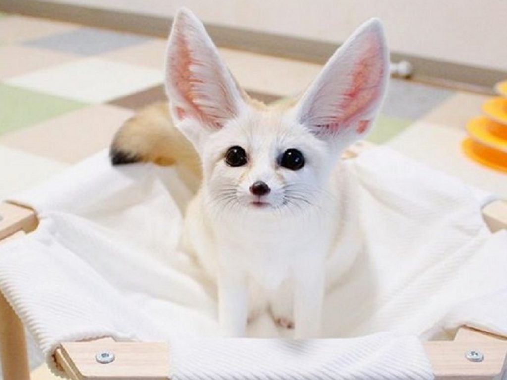 Maron, il fennec diventato una star di Instagram