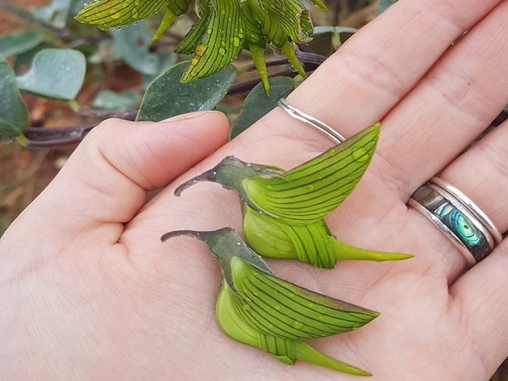 Crotalaria cunninghamii, il fiore che sembra un colibrì