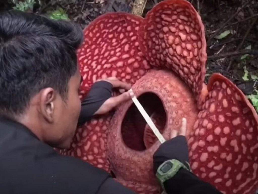 In Indonesia è sbocciato il fiore più grande del mondo: l'esemplare ha un diametro di 117 cm e odora di carne putrefatta