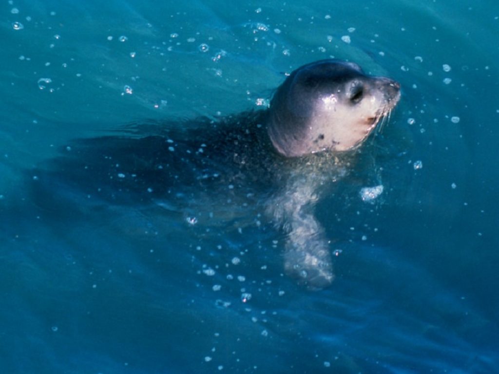 In Salento avvistato cucciolo di foca monaca