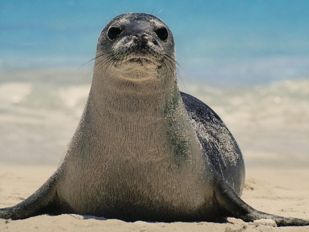 Foca monaca avvistata in Salento dopo 50 anni