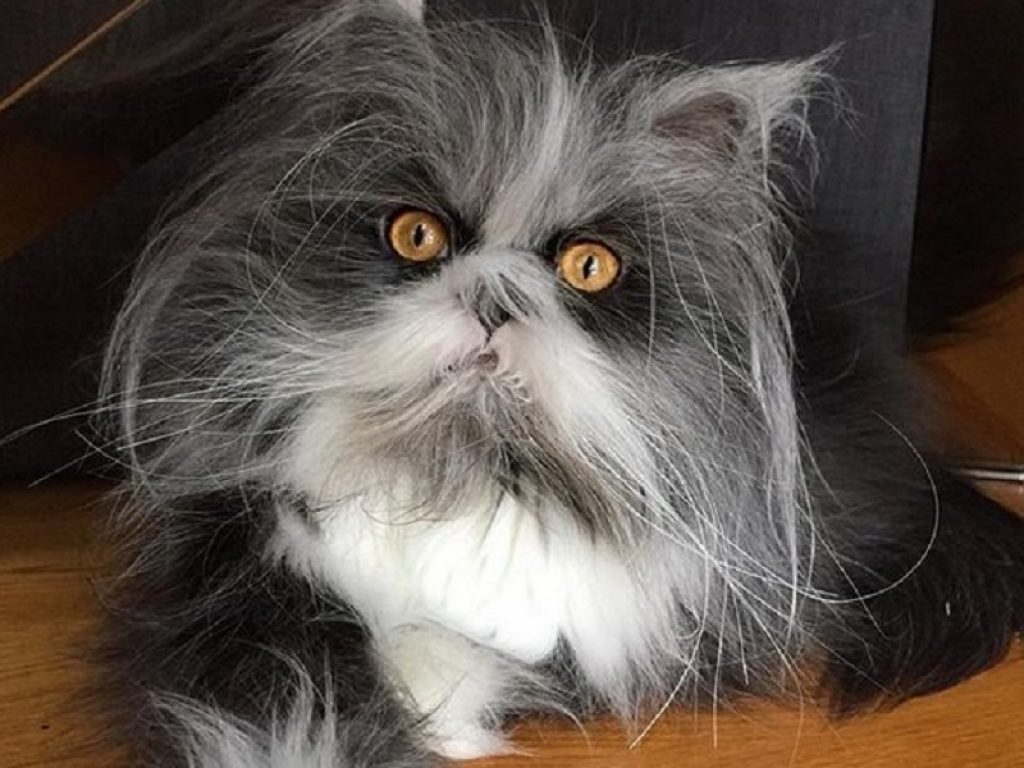 La storia di Atchoum, il gatto con la sindrome del Lupo Mannaro: è l'unico caso di un micio con la ipertricosi, la crescita rapida e continua dei peli