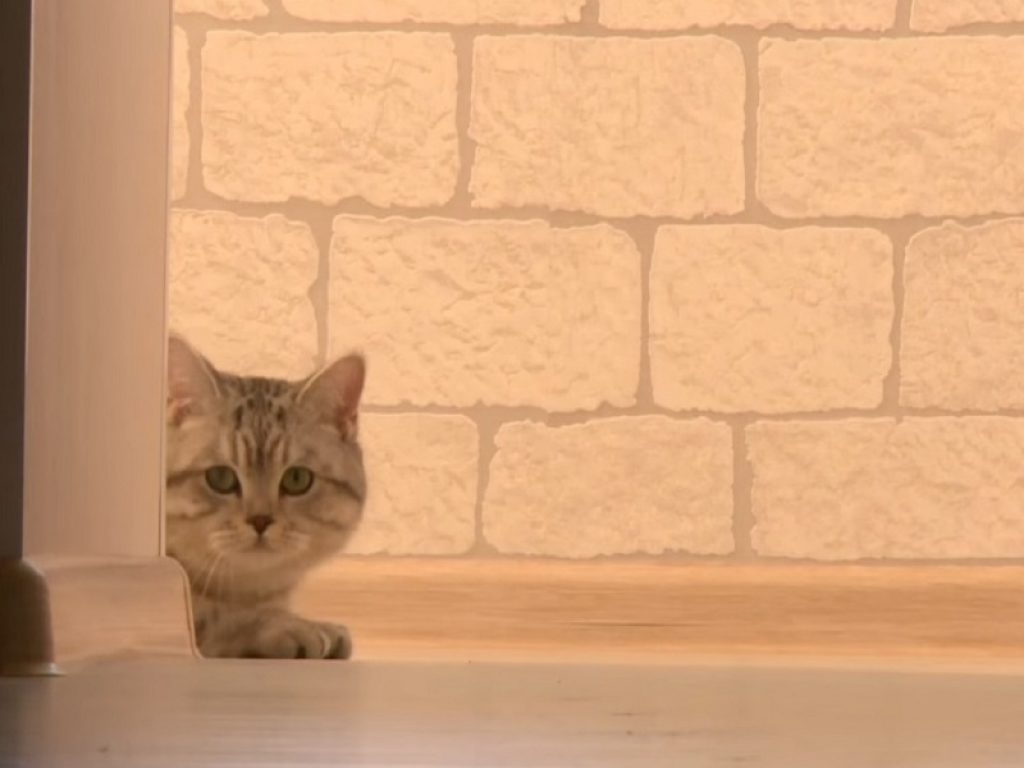 Charles Utkin, il gatto russo che lavora da una medium